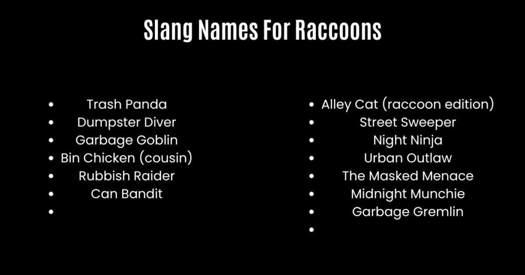 Slang Names For Raccoons