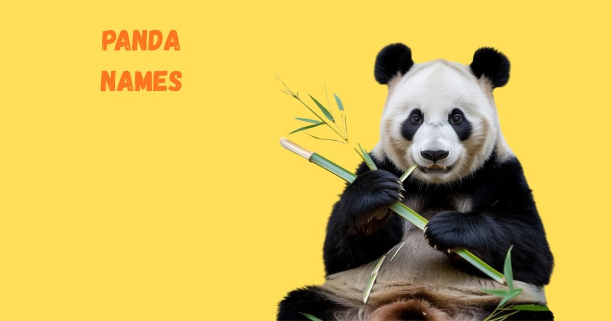 300+ Best Panda Names: Cute, Funny, Famous & Unique Picks for 2026