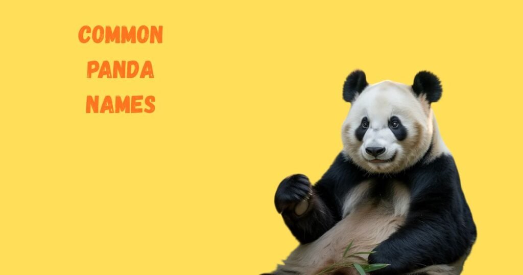 Common Panda Names and Their Popularity