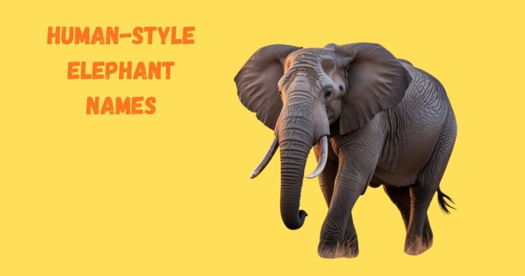 Human-Style or Personalized Elephant Names