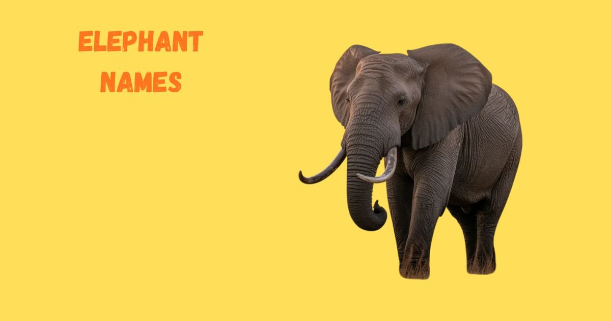 Popular Elephant Names: Cultural, Fun, and Iconic